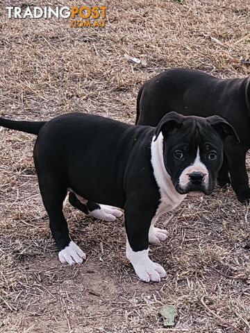 American Staffordshire Terrier Puppies