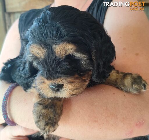 F1 Miniature Cavoodle Puppies