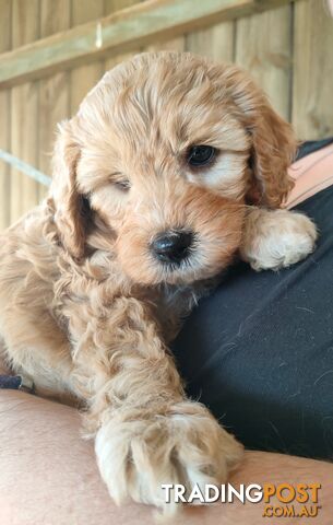 F1 Miniature Cavoodle Puppies