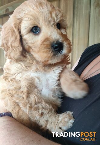 F1 Miniature Cavoodle Puppies