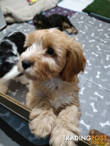 F1 Miniature Cavoodle Puppies