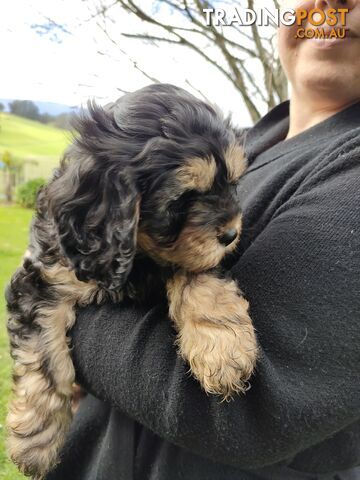 F1 Miniature Cavoodle Puppies