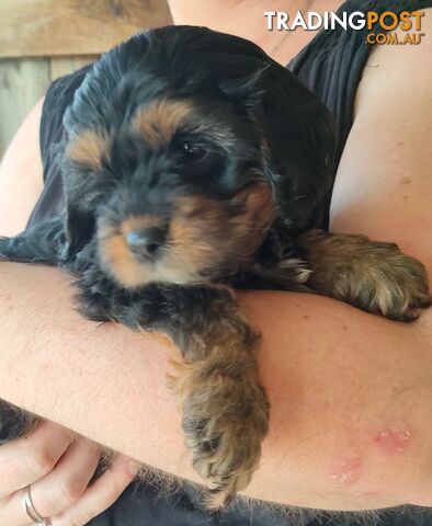 F1 Miniature Cavoodle Puppies