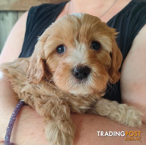 F1 Miniature Cavoodle Puppies