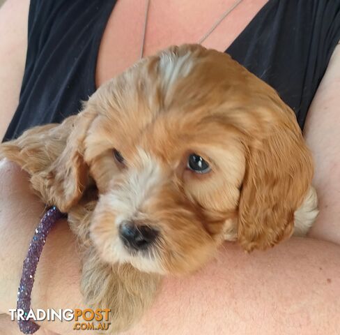 F1 Miniature Cavoodle Puppies