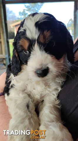 F1 Miniature Cavoodle Puppies