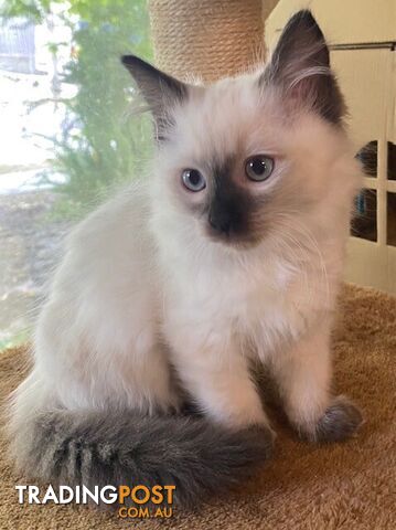 Purebred Ragdoll Kittens