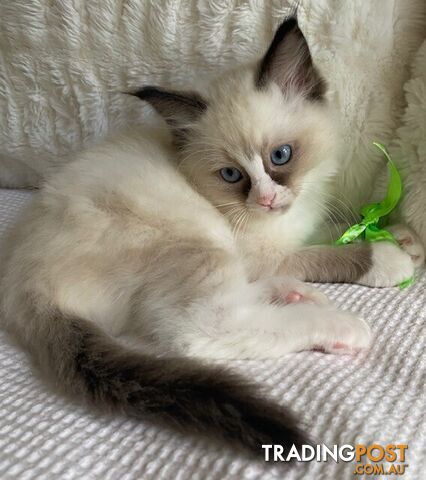 Purebred Ragdoll Kittens