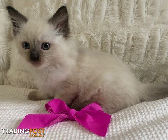 Purebred Ragdoll Kittens