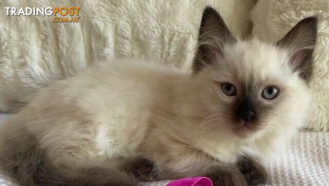 Purebred Ragdoll Kittens