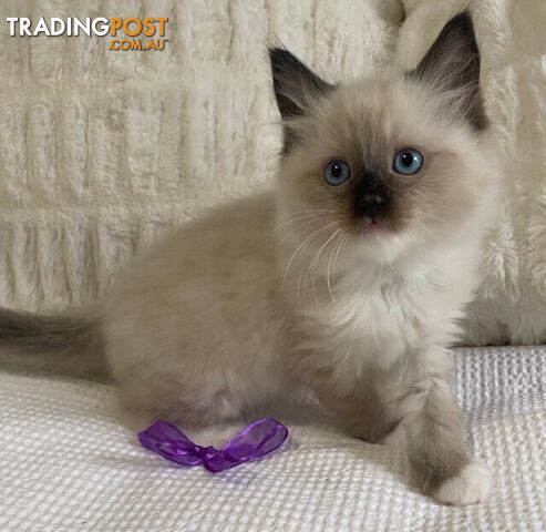 Purebred Ragdoll Kittens