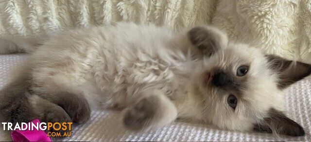 Purebred Ragdoll Kittens