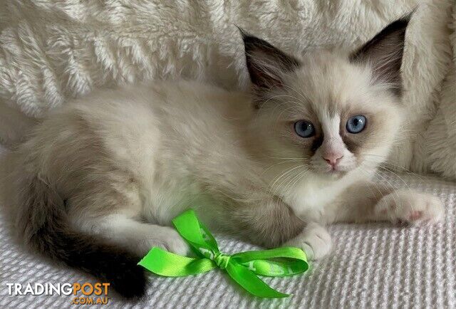 Purebred Ragdoll Kittens