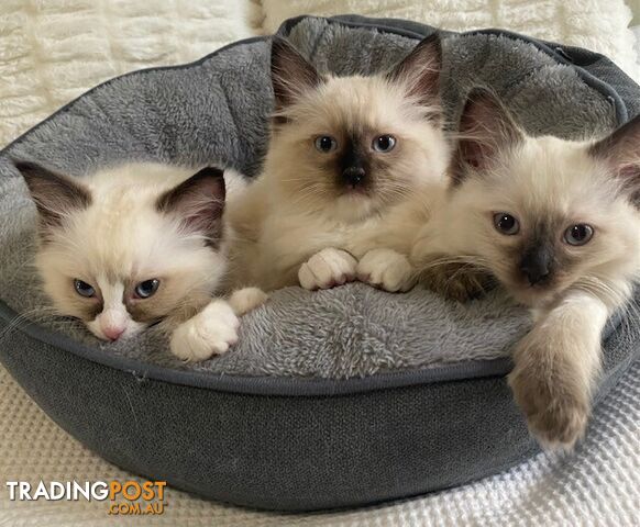 Purebred Ragdoll Kittens