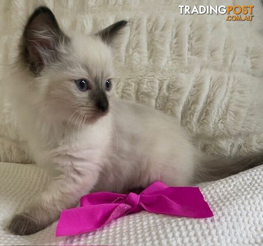 Purebred Ragdoll Kittens