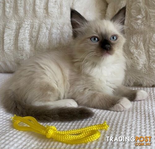 Purebred Ragdoll Kittens