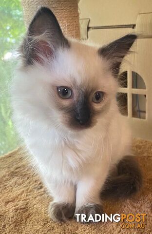 Purebred Ragdoll Kittens