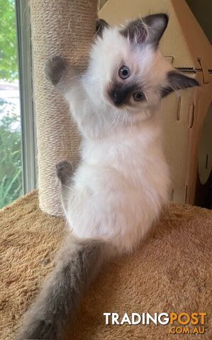 Purebred Ragdoll Kittens