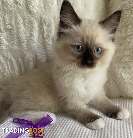 Purebred Ragdoll Kittens