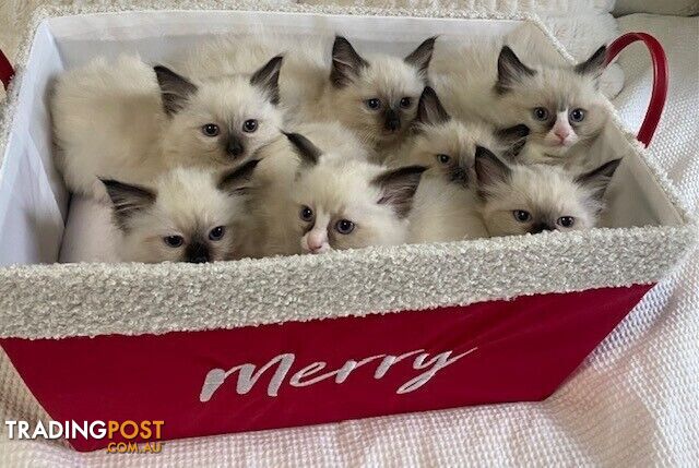 Purebred Ragdoll Kittens