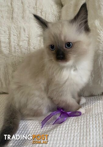 Purebred Ragdoll Kittens