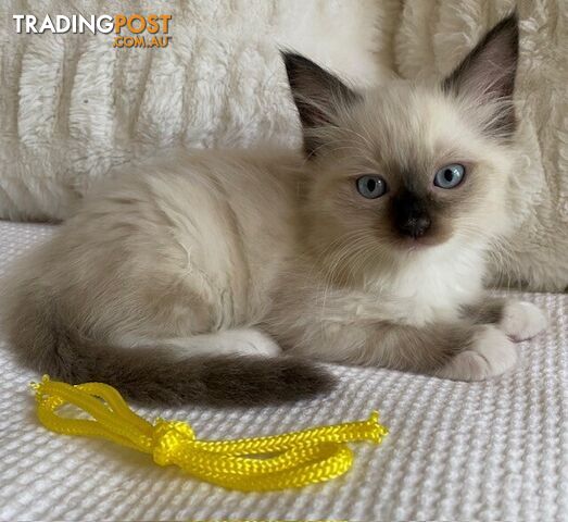 Purebred Ragdoll Kittens