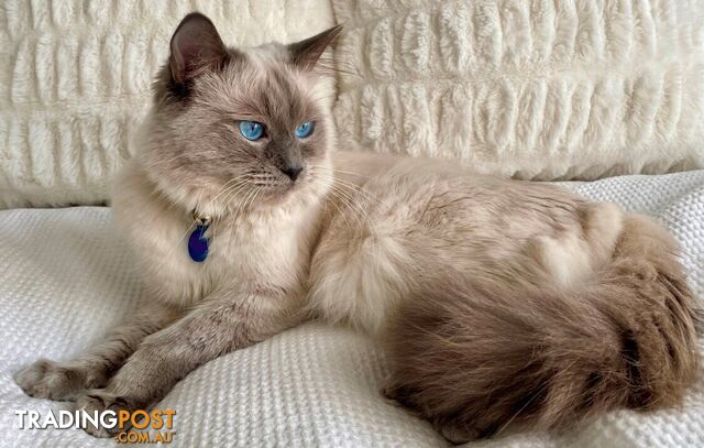 Purebred Ragdoll Kittens