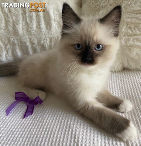 Purebred Ragdoll Kittens