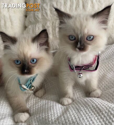 Purebred Ragdoll Kittens