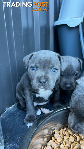 Blue English Staffy Puppies for Sale