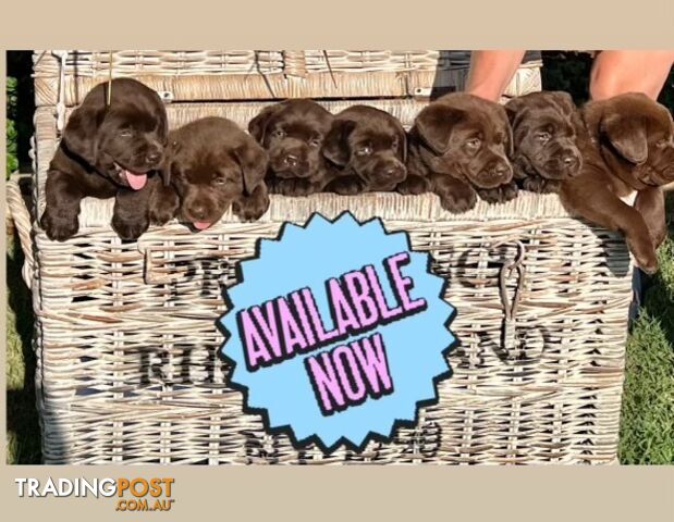 Purebred Chocolate Labrador Puppies