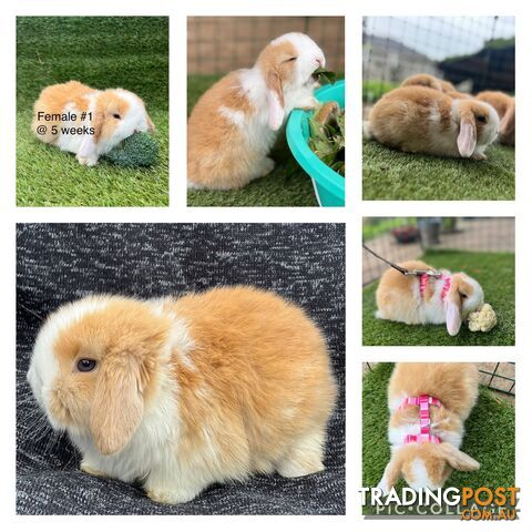 Pure Bred Minilop Rabbits