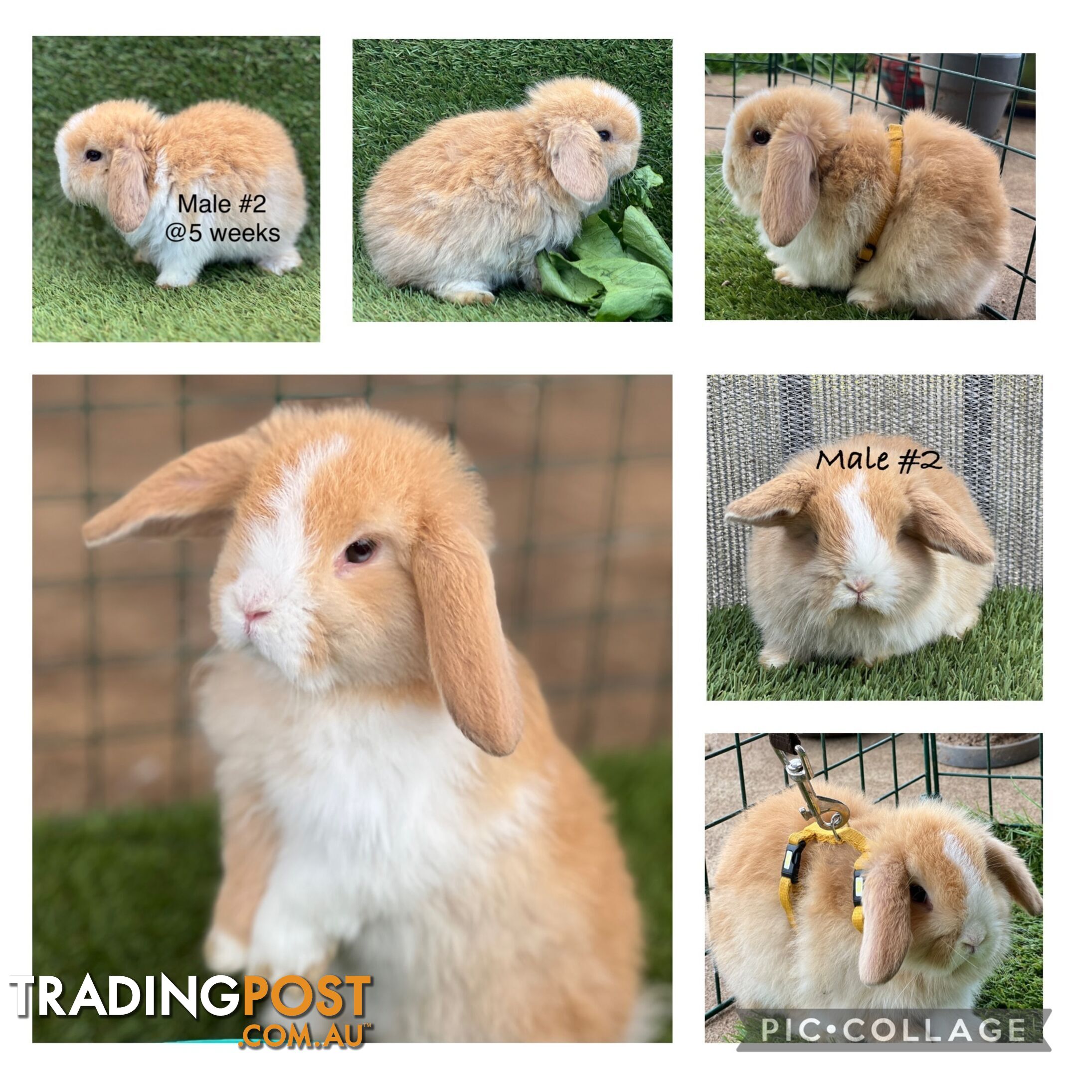 Pure Bred Minilop Rabbits