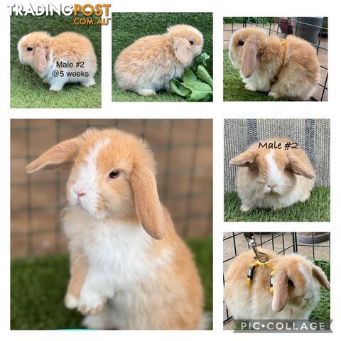 Pure Bred Minilop Rabbits