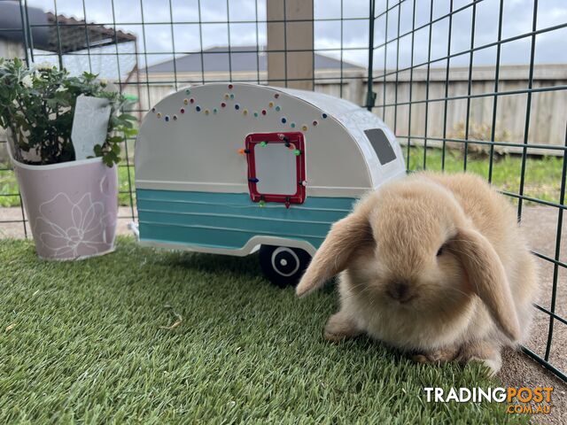 Mini lop Rabbits - fully vaccinated