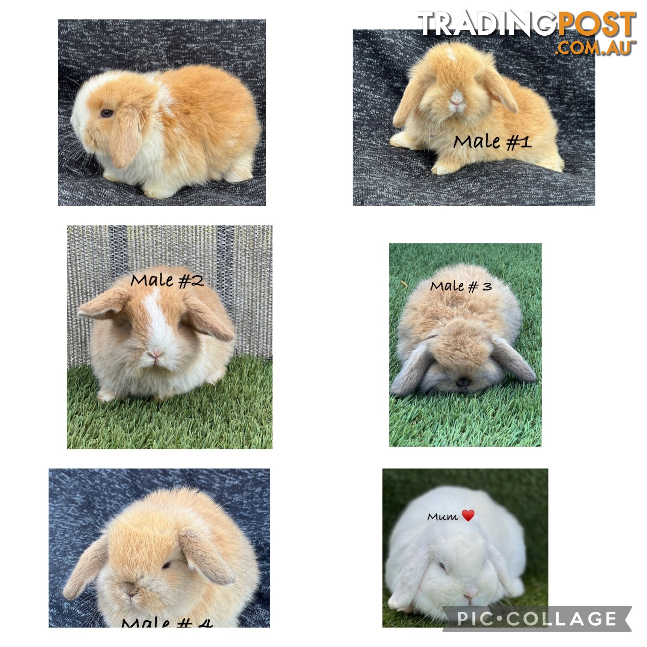 Pure Bred Minilop Rabbits