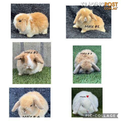 Pure Bred Minilop Rabbits