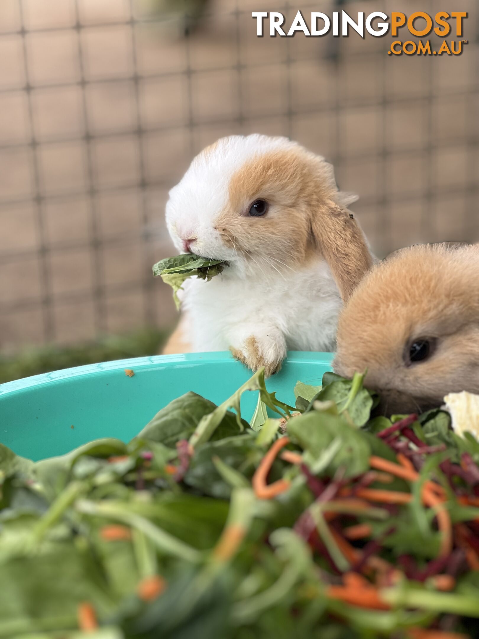 Pure Bred Minilop Rabbits