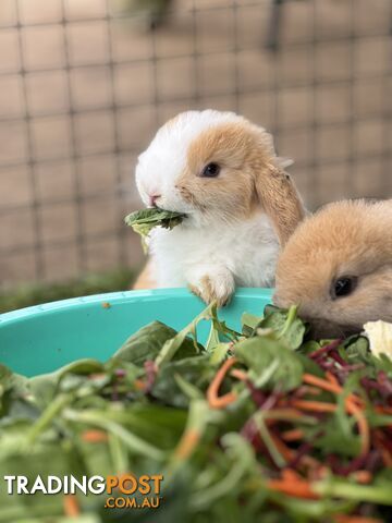 Pure Bred Minilop Rabbits