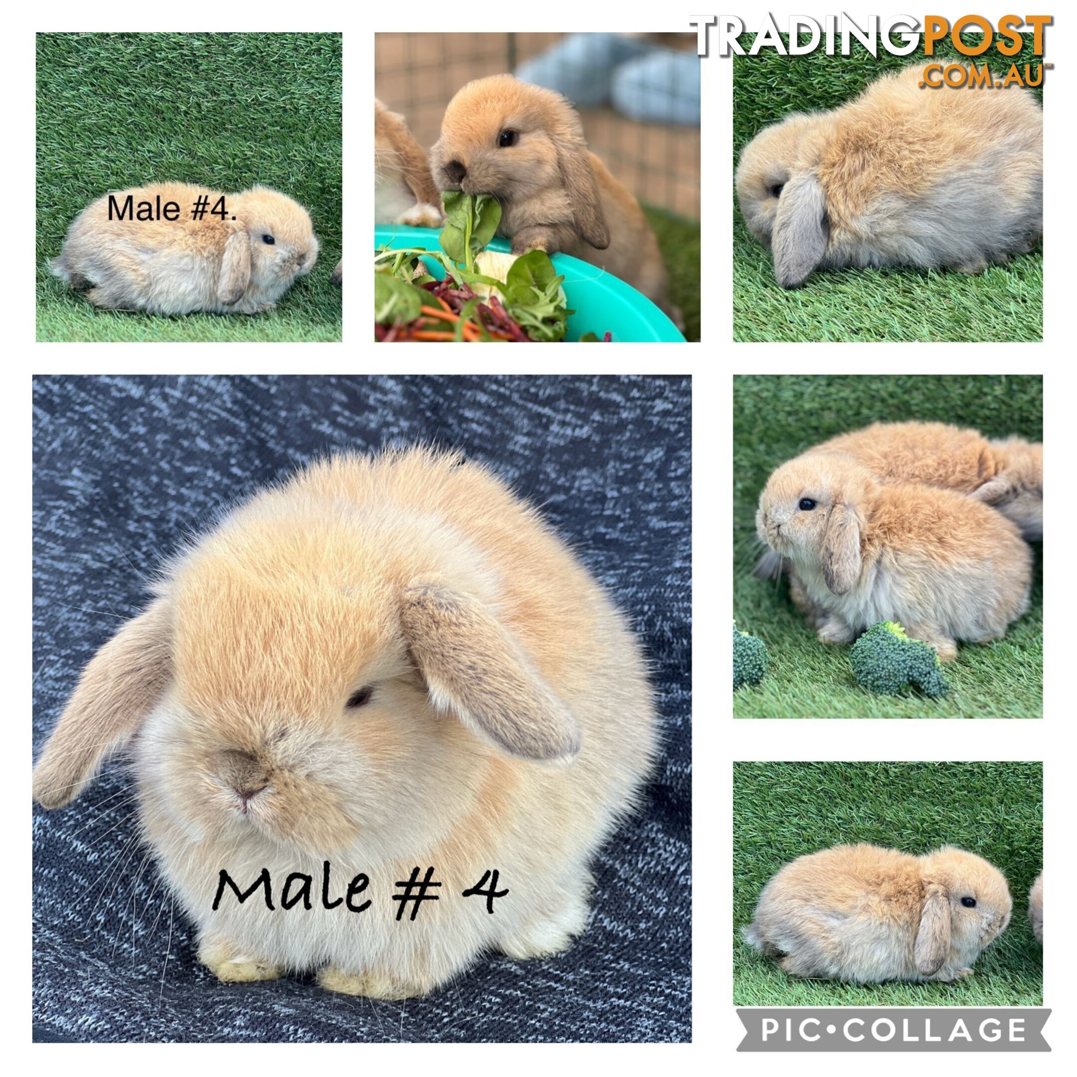 Pure Bred Minilop Rabbits