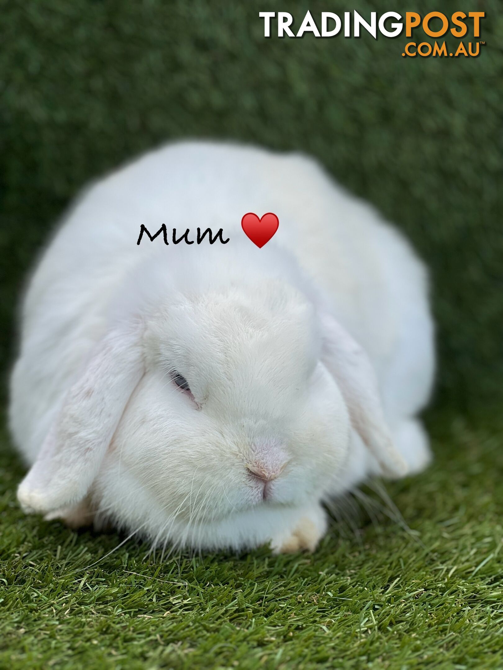 Pure Bred Minilop Rabbits