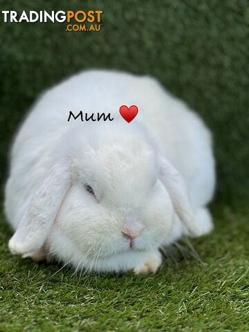 Pure Bred Minilop Rabbits