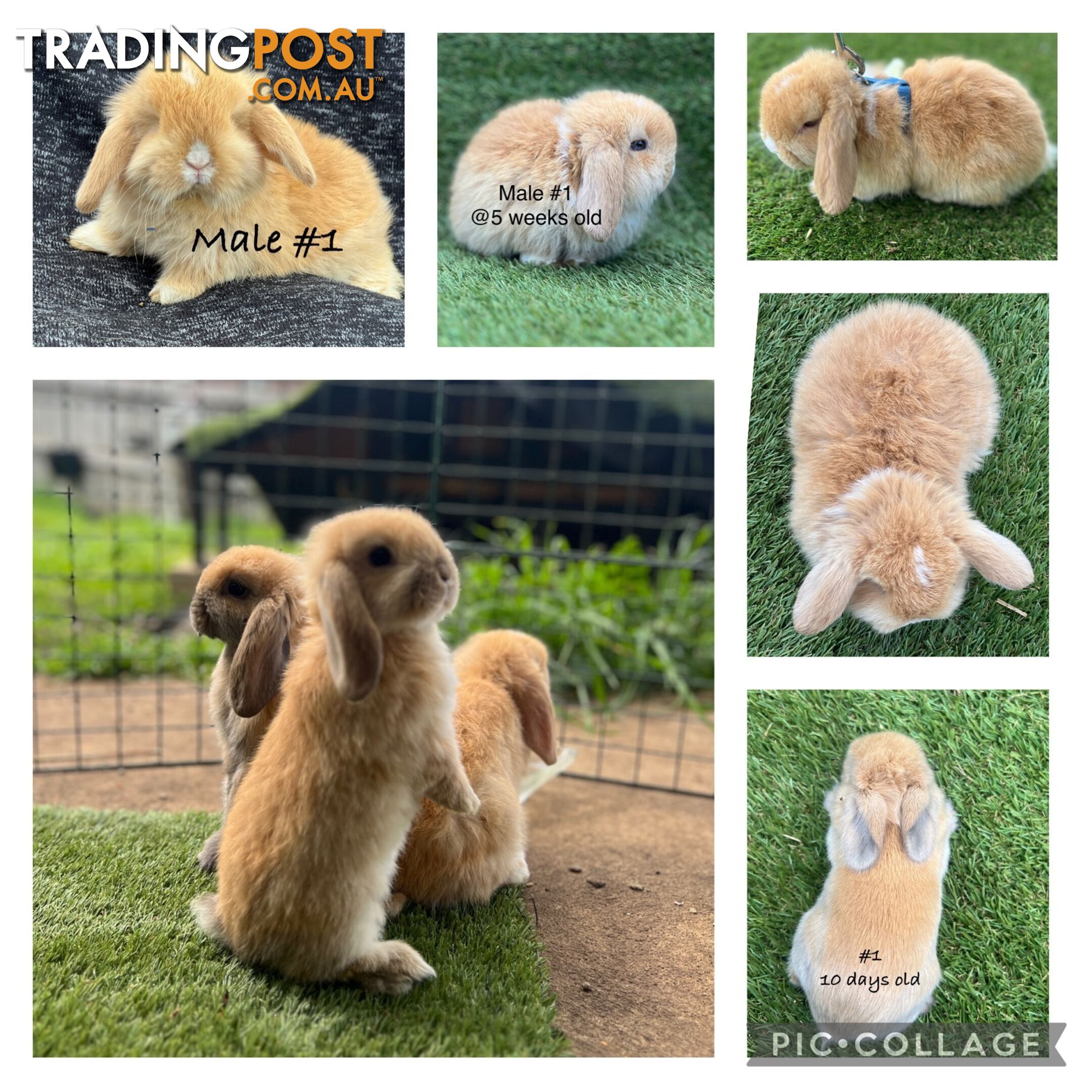 Pure Bred Minilop Rabbits