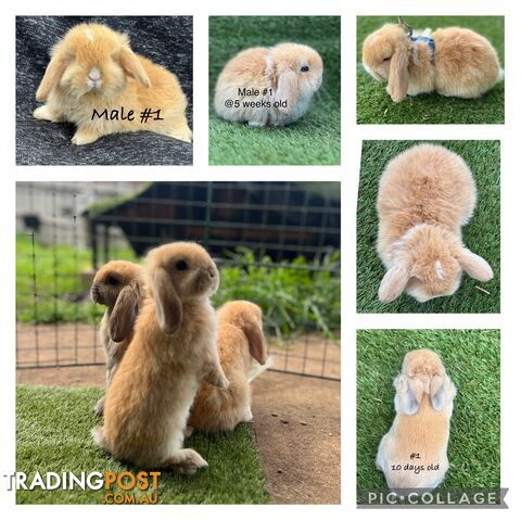 Pure Bred Minilop Rabbits