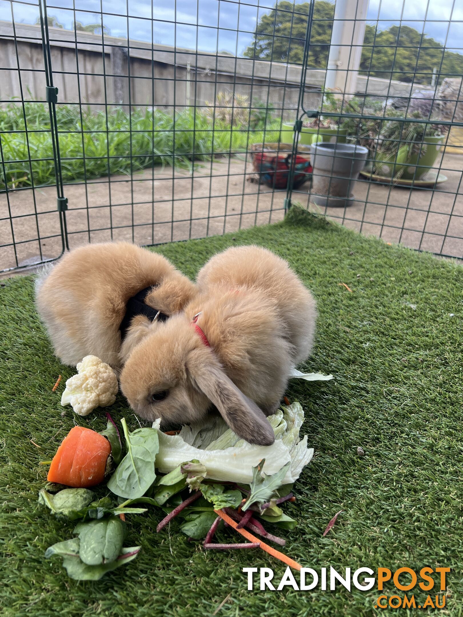 Pure Bred Minilop Rabbits