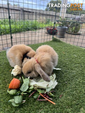 Pure Bred Minilop Rabbits