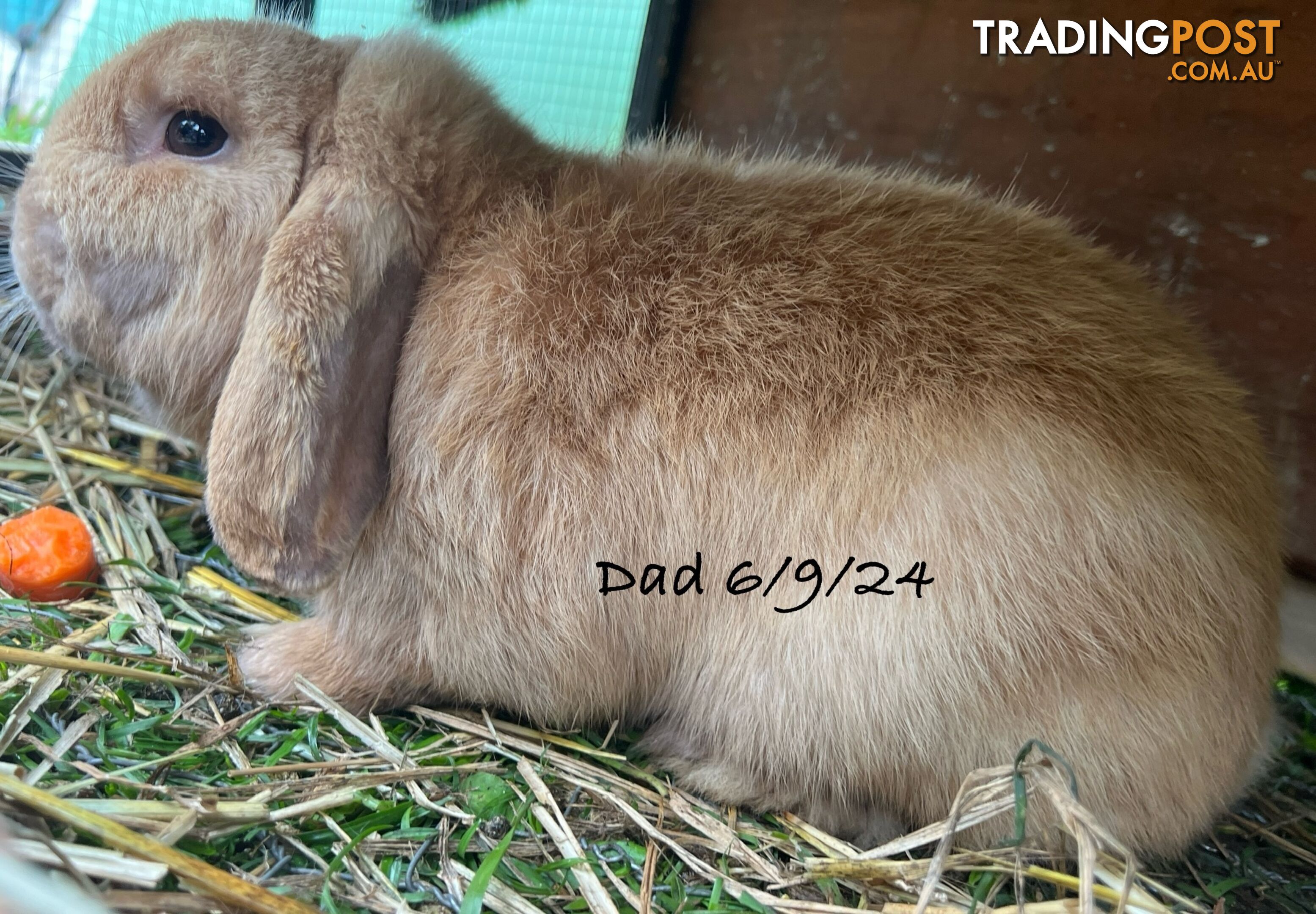 Pure Bred Minilop Rabbits