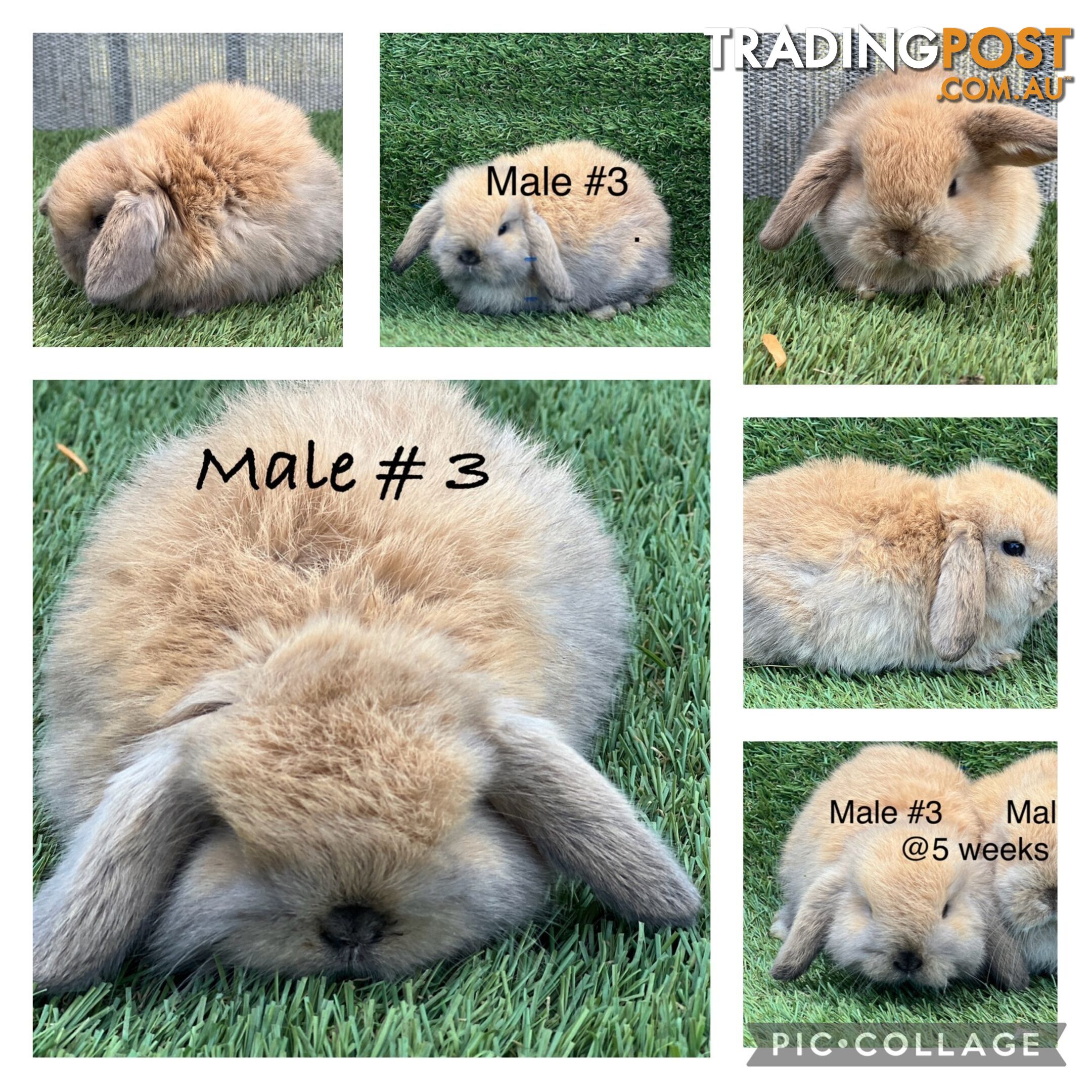 Pure Bred Minilop Rabbits