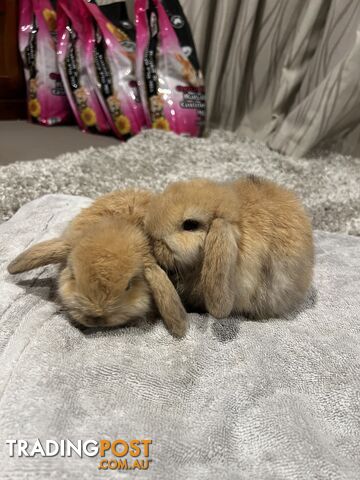 Mini lop Rabbits - fully vaccinated