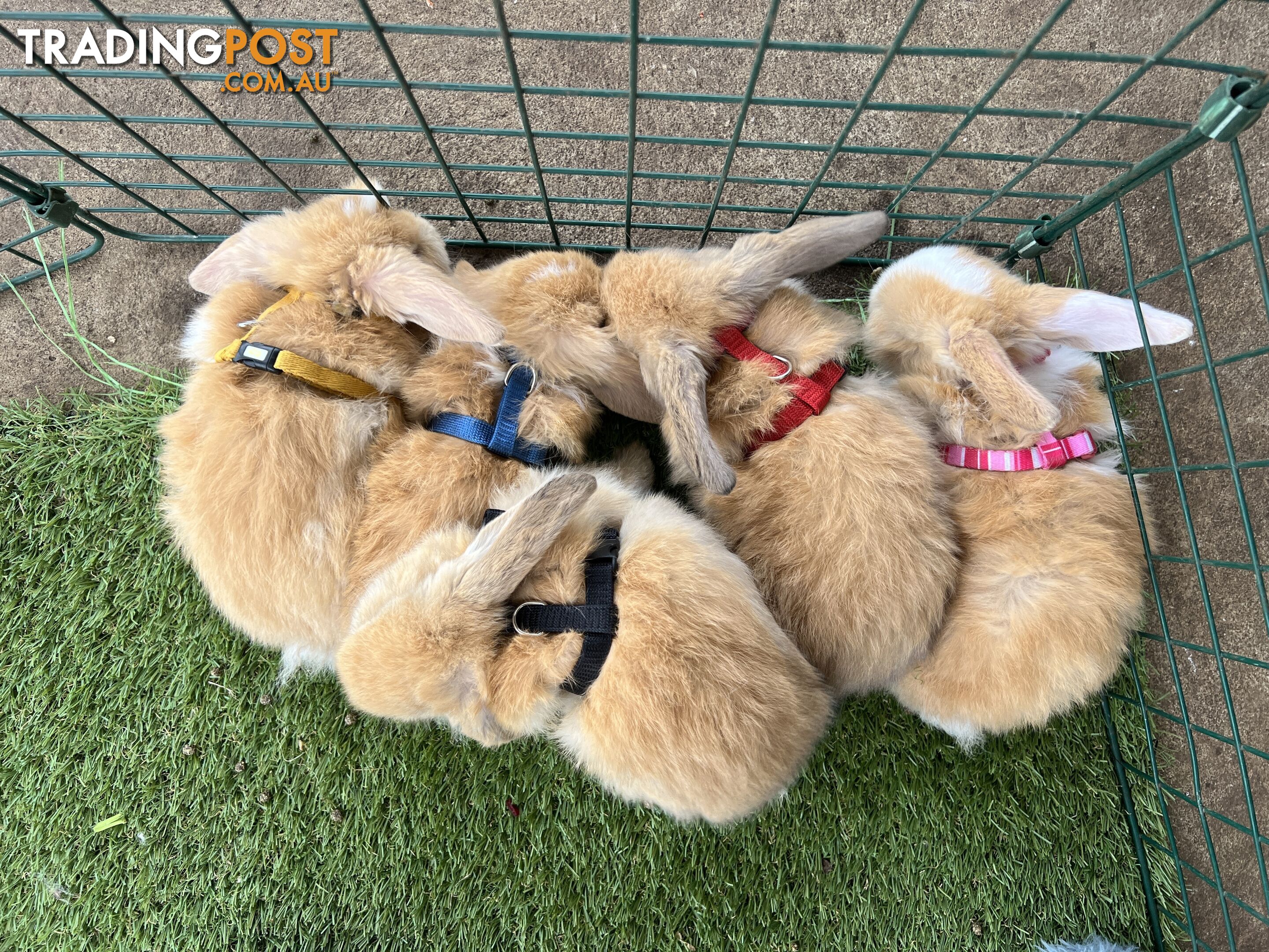 Pure Bred Minilop Rabbits